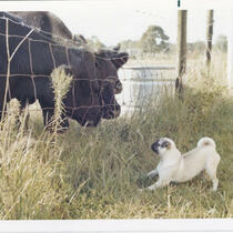 Pug and Two Cows